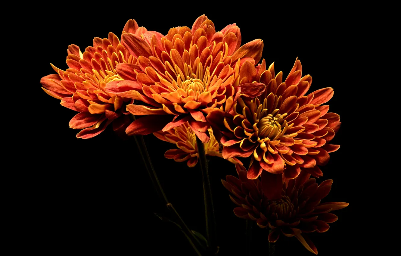 Фото обои цветы, яркие, букет, лепестки, черный фон, оранжевые, огненные, георгины