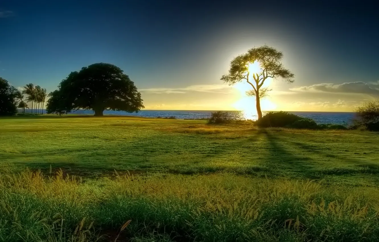 Фото обои море, солнце, дерево, горизонт, полянка
