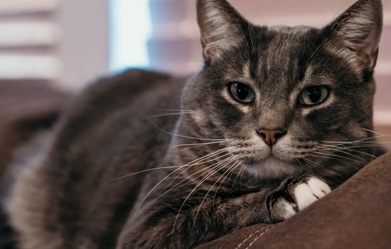 Фото обои кошка, кот, взгляд, морда, крупный план, серый
