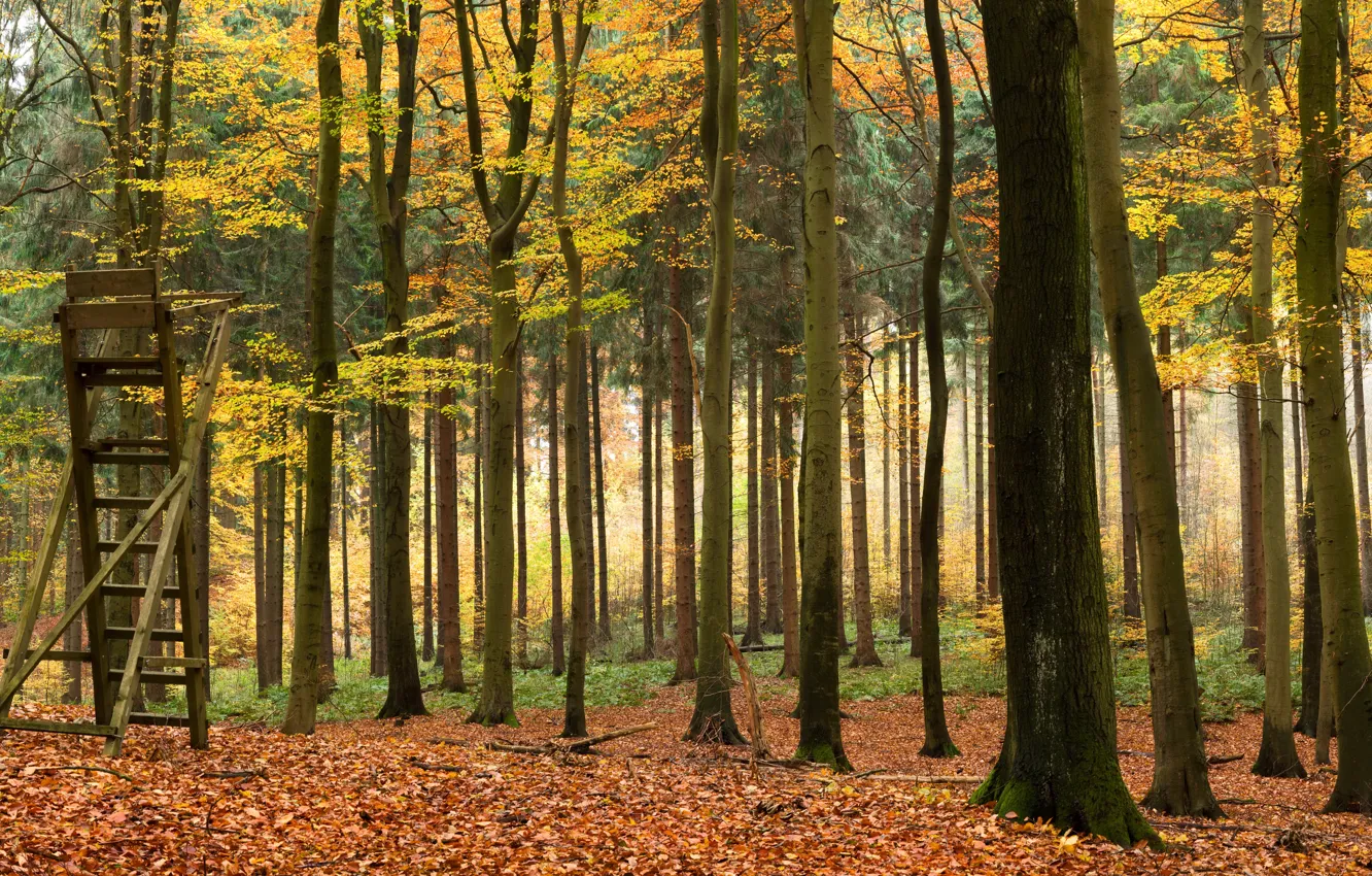 Фото обои осень, лес, листья, деревья, парк, желтые, лестница