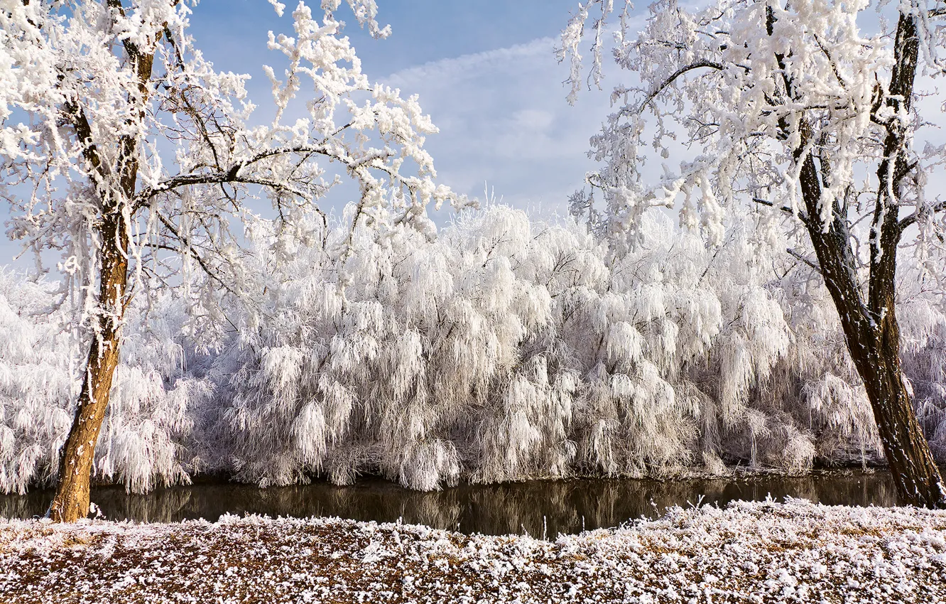 Фото обои зима, иней, деревья, природа, река, ивы