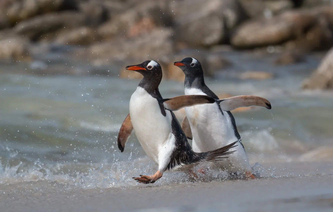 Фото обои птица, пингвины, бег, догонялки