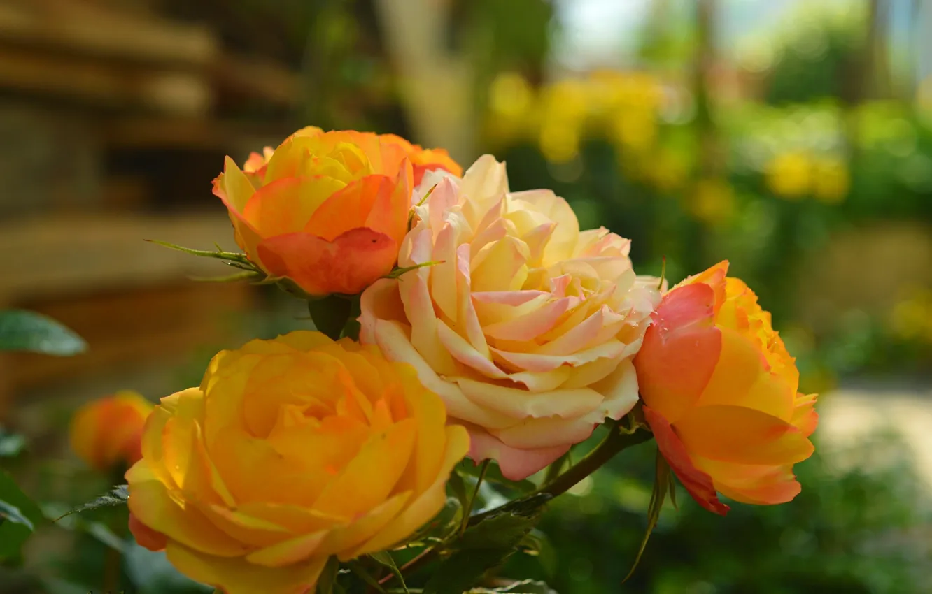 Фото обои Розы, Roses, Bokeh