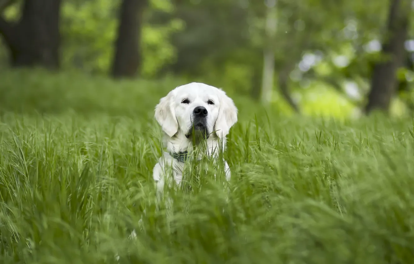 Фото обои трава, природа, друг, собака