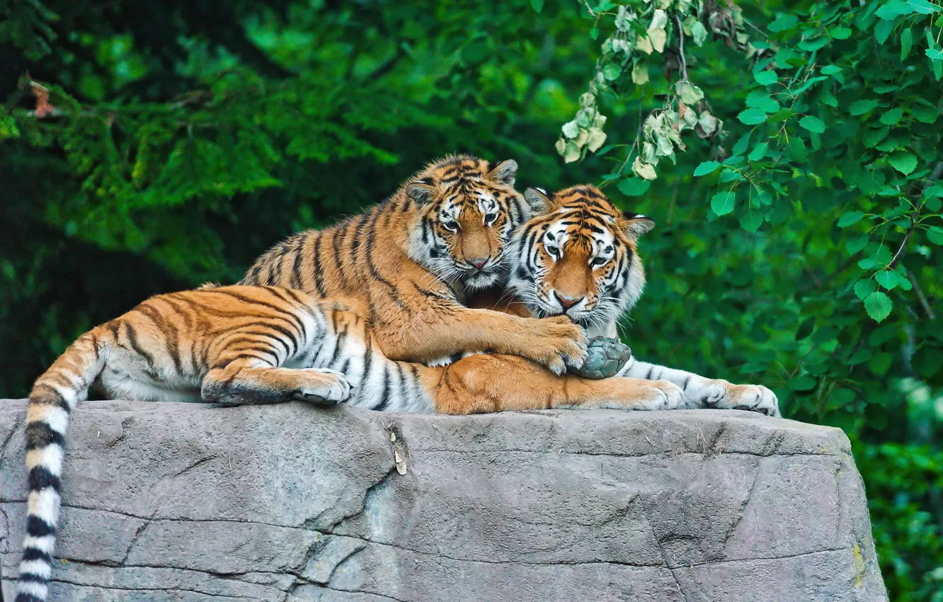 Фото обои тигр, камень, семья, тигрёнок