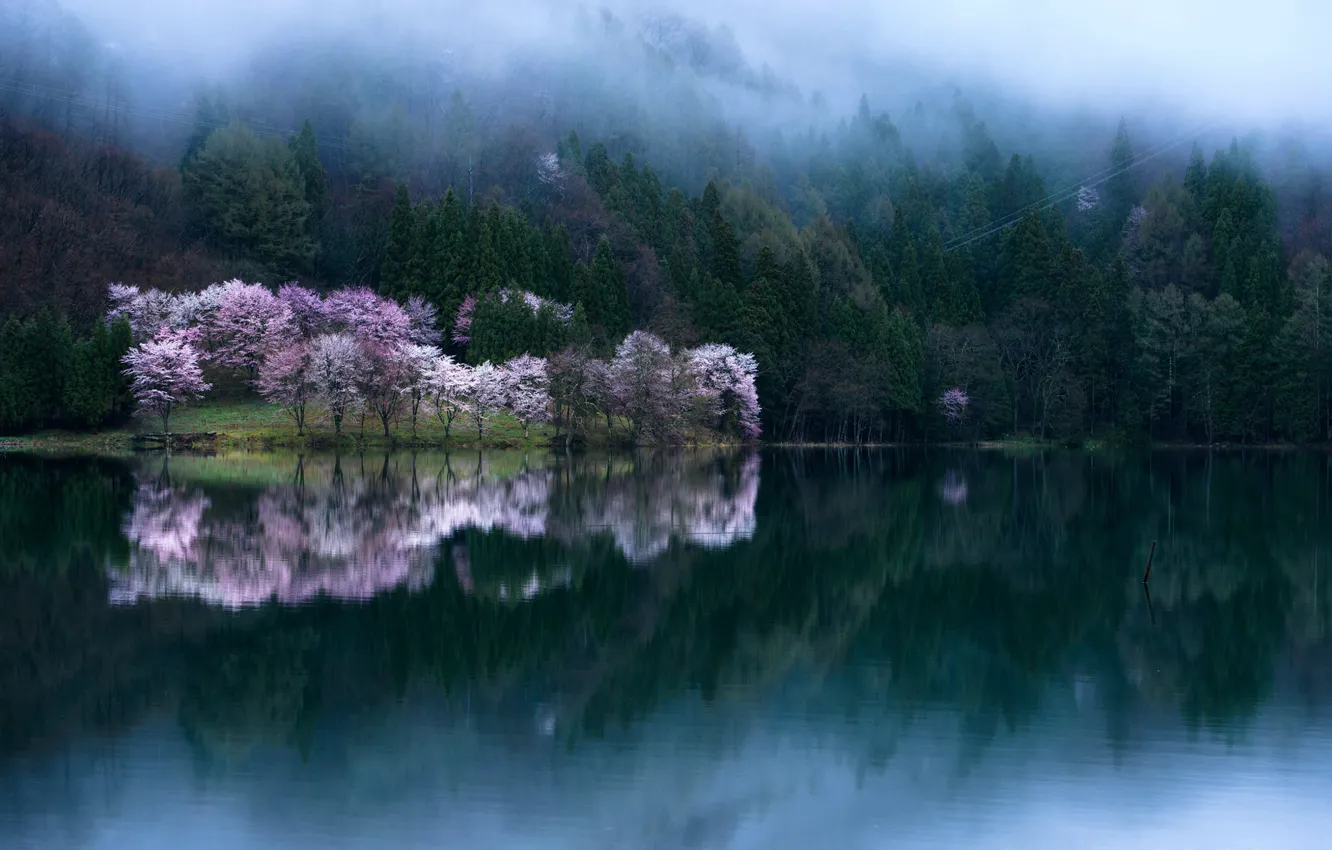 Фото обои вода, деревья, сакура, фотограф Comyu Matsuoka, весна цветени