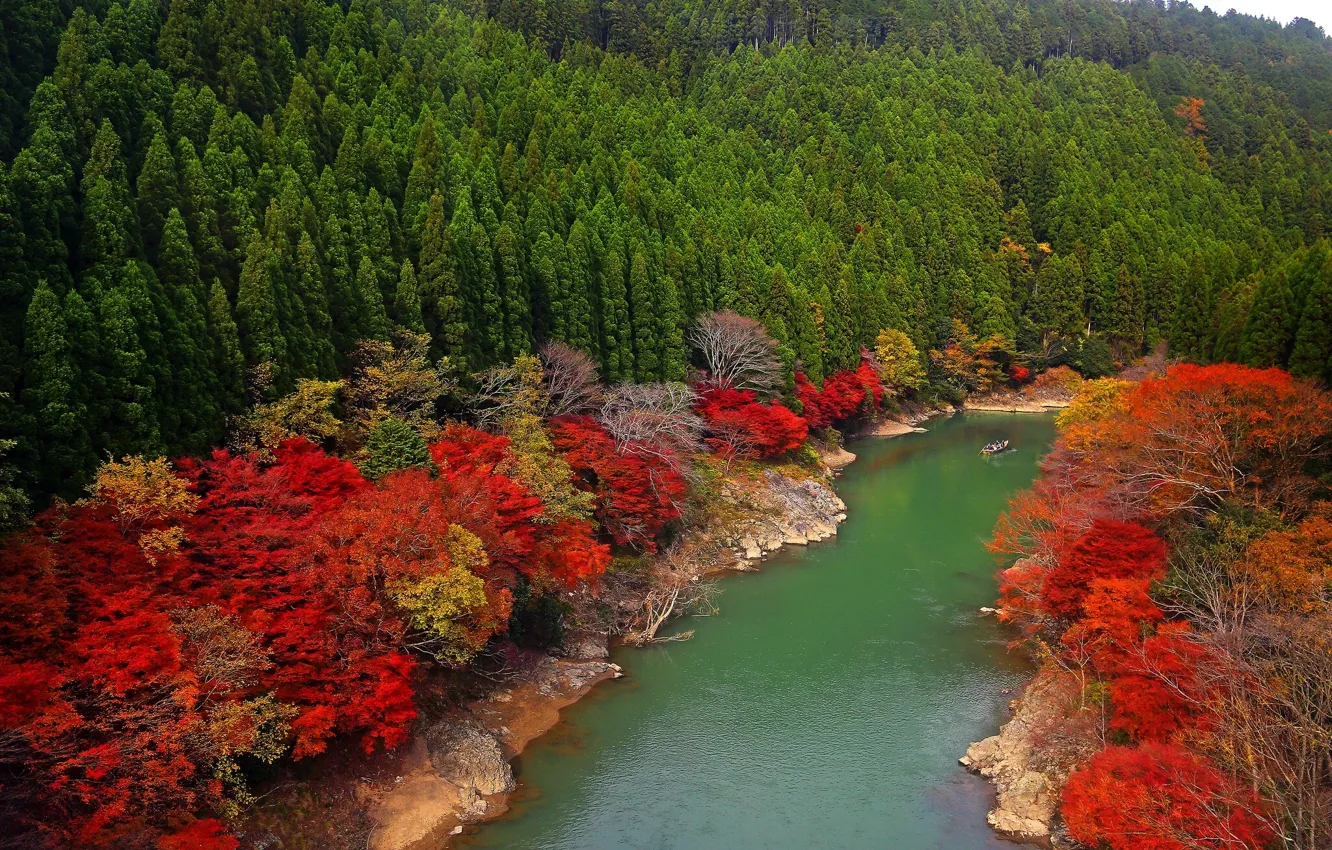 Фото обои лес, деревья, река, Япония, Japan, Kyoto, Oi River, Arashiyama