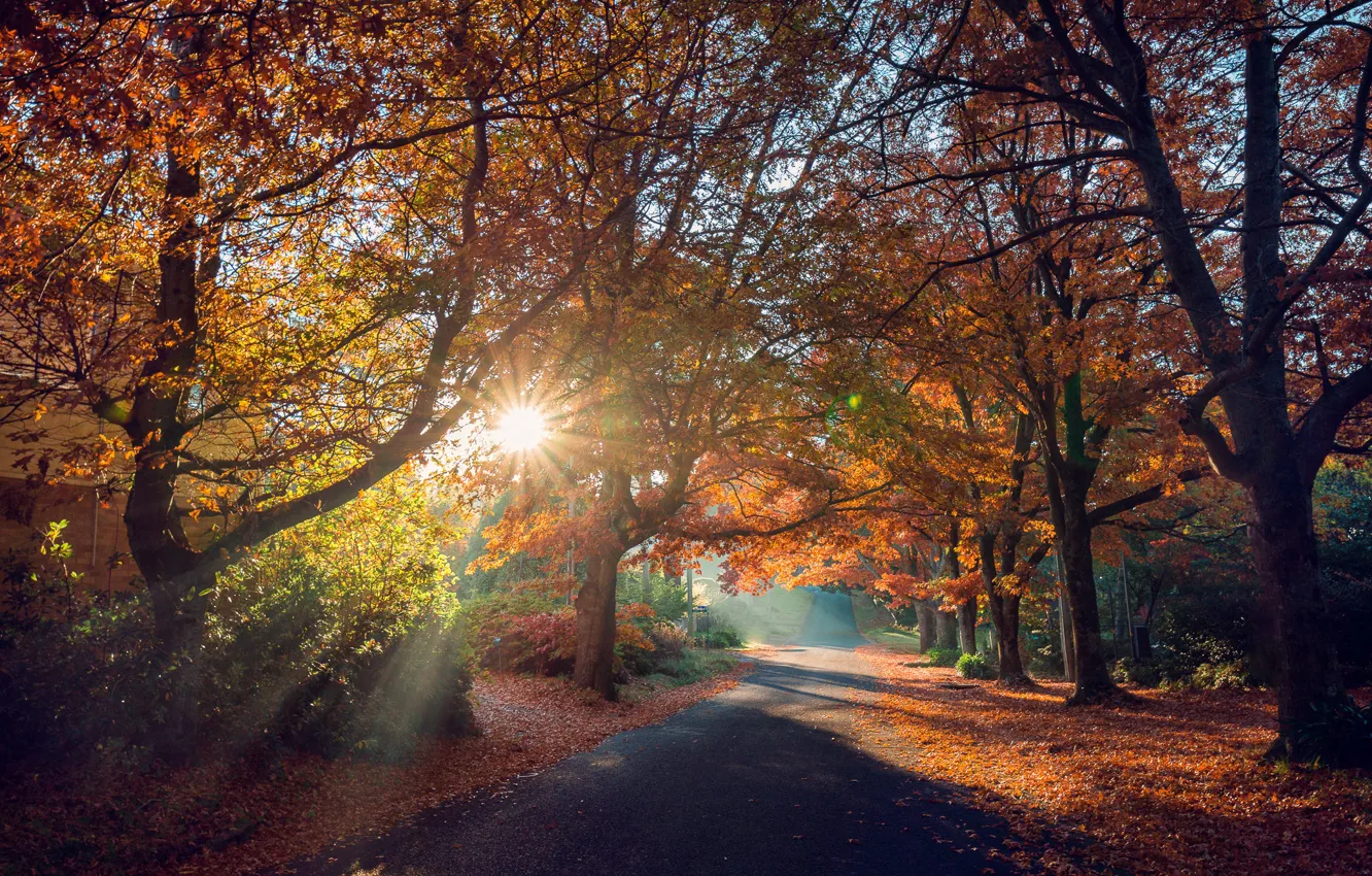 Фото обои дорога, осень, солнце, лучи, деревья, пейзаж, природа, тени