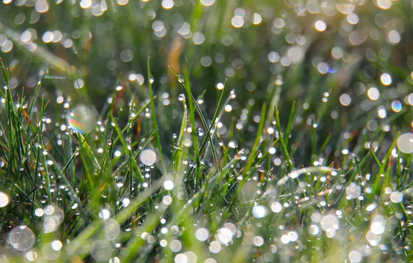 Фото обои grass, drops, dew