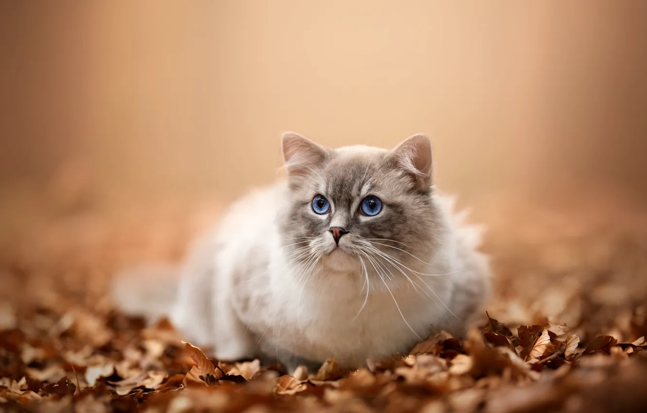 Фото обои осень, кошка, кот, взгляд, природа, поляна, листва, мордашка
