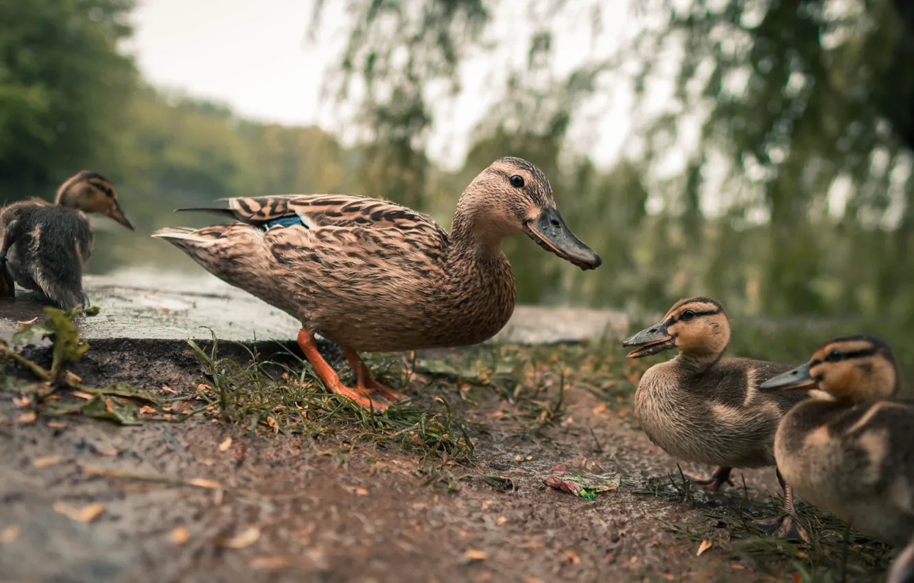 Фото обои Природа, Озеро, Nature, Lake, Mallard, Ducks, Утки, Кряква