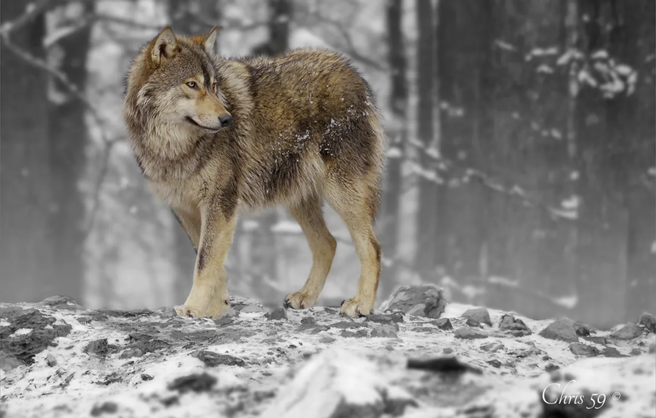 Фото обои nature, face, animal, wolf, wildlife, head, fur, mammal