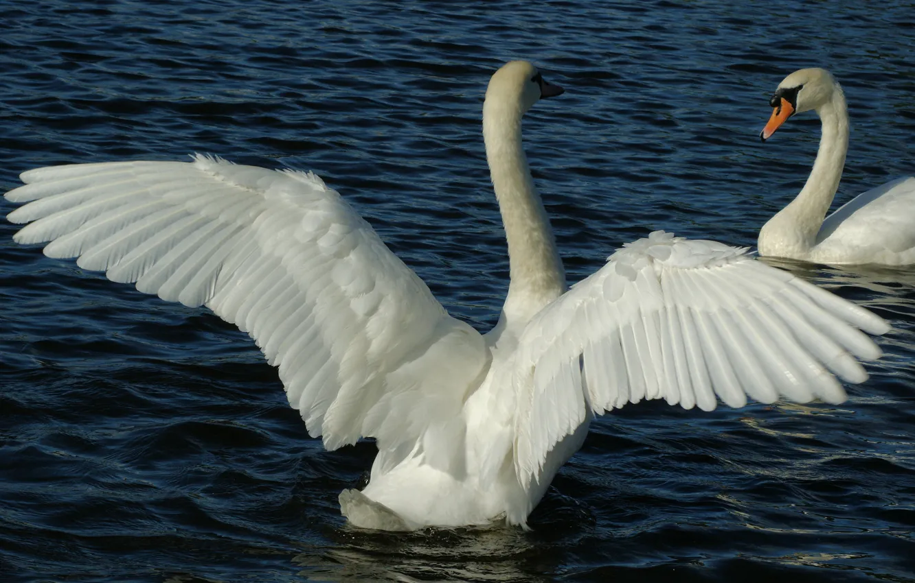 Фото обои вода, птицы, пруд, крылья, перья, пара, белые, лебеди