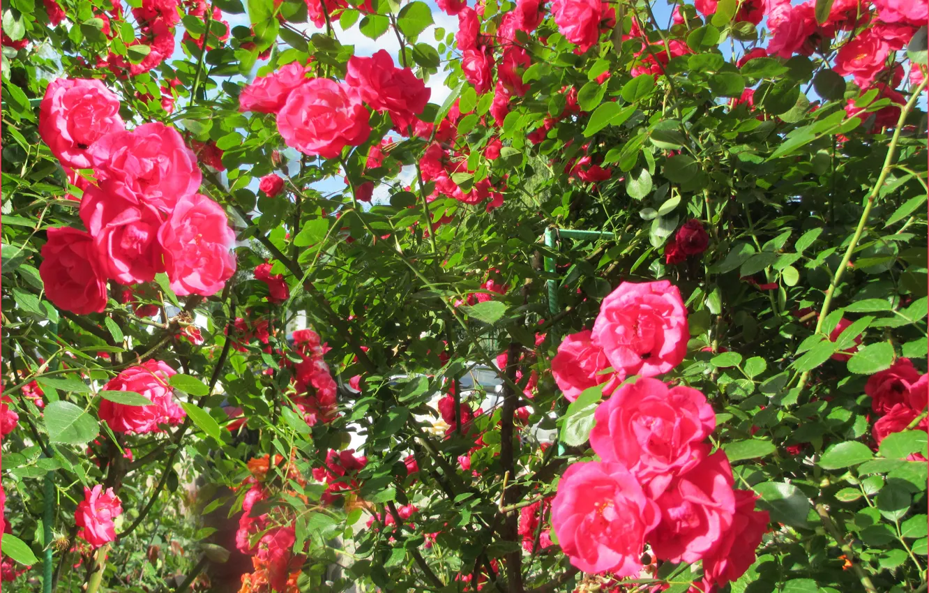 Фото обои роза, цветет, огонек