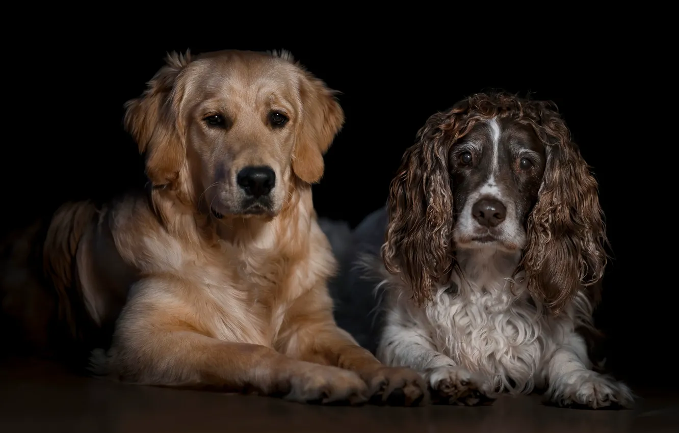 Фото обои собаки, взгляд, морда, две, портрет, пара, черный фон, парочка