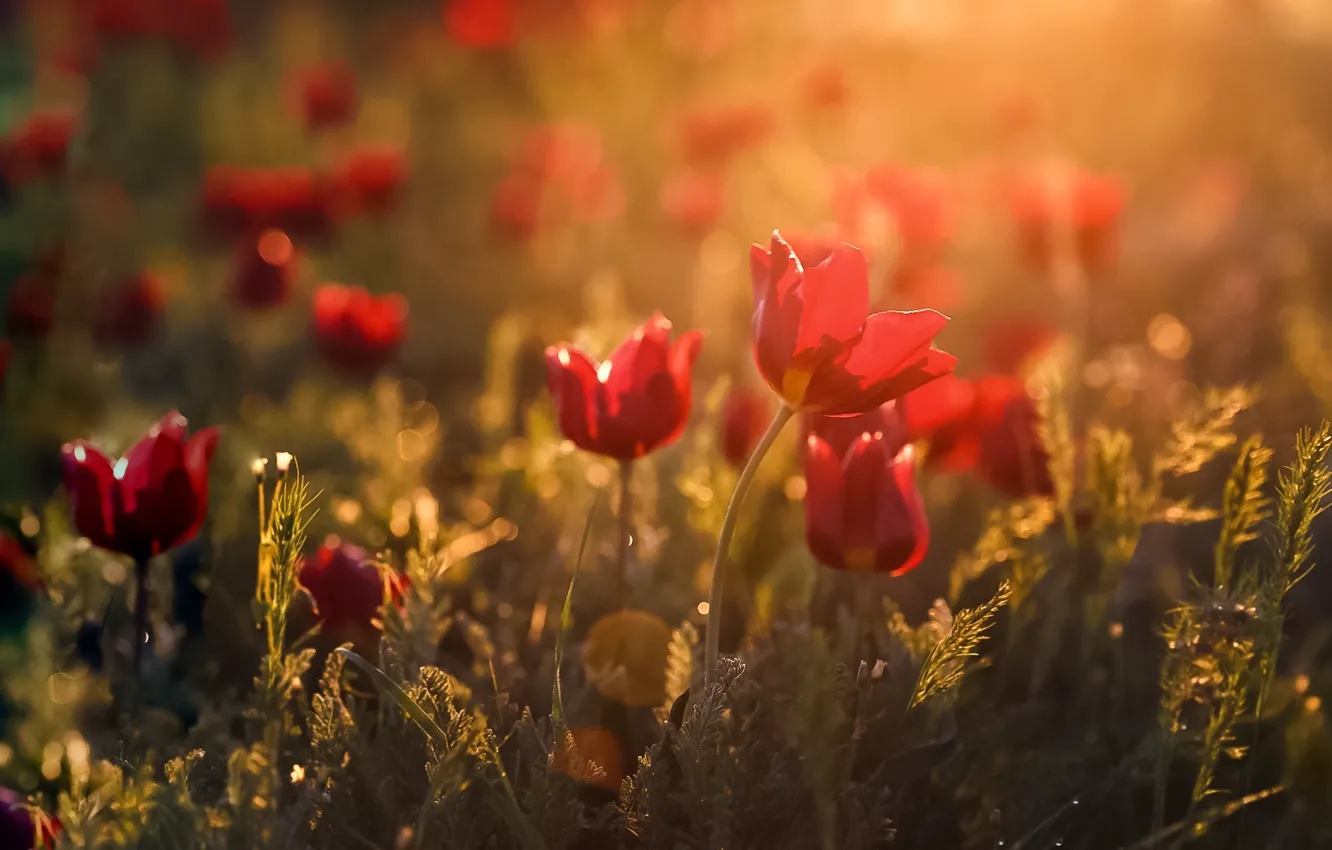Фото обои свет, цветы, весна, боке, Калмыкия, дикие тюльпаны