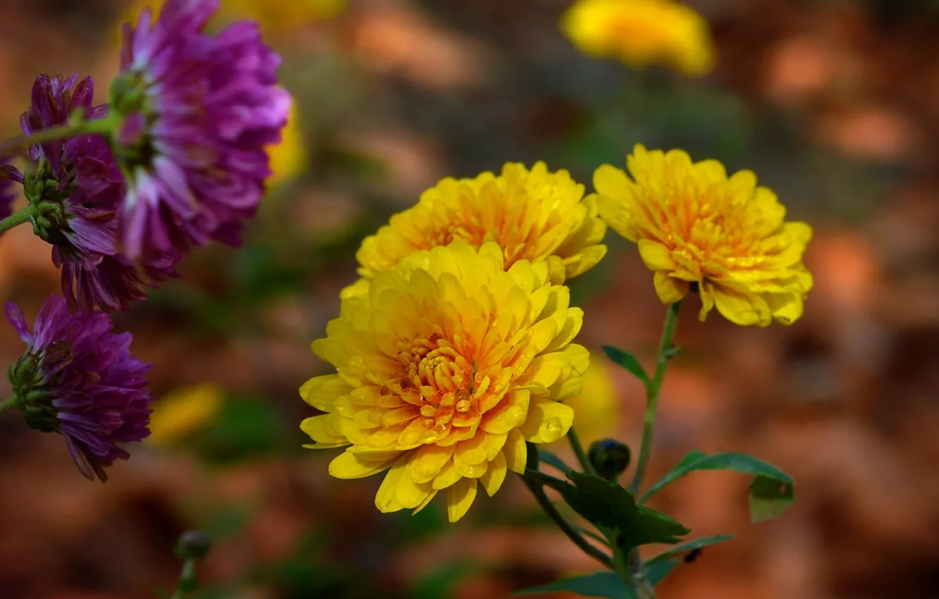 Фото обои Капли, Боке, Bokeh, Drops, Желтые цветы, Yellow flowers