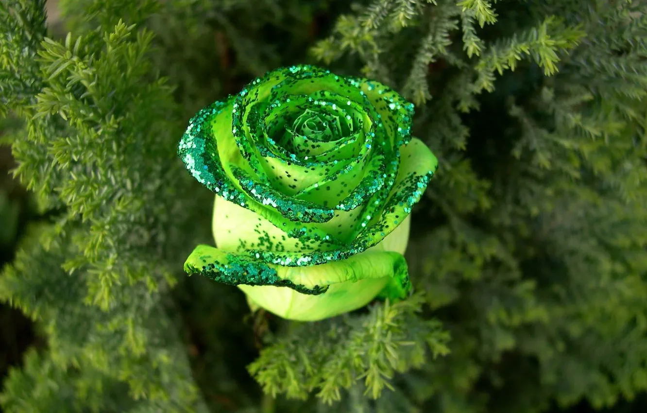 Фото обои роза, Зелень, блестки