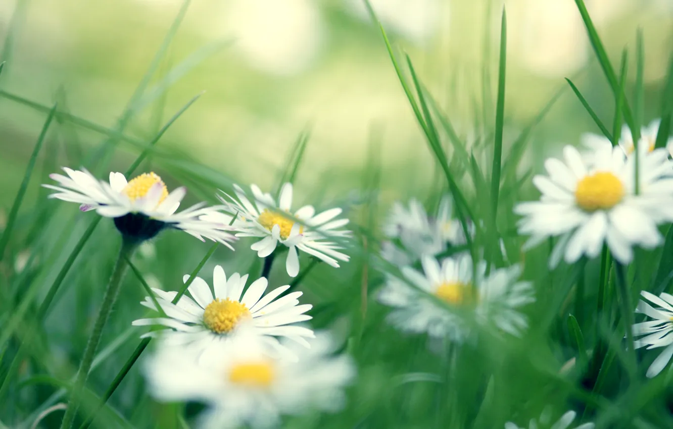 Фото обои трава, ромашки, daisies