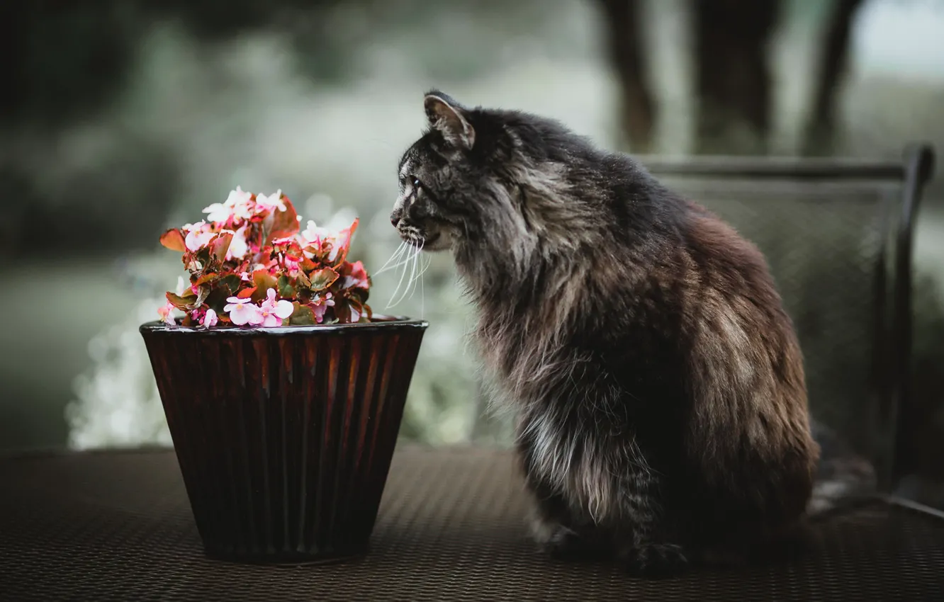 Фото обои кошка, цветы, улица
