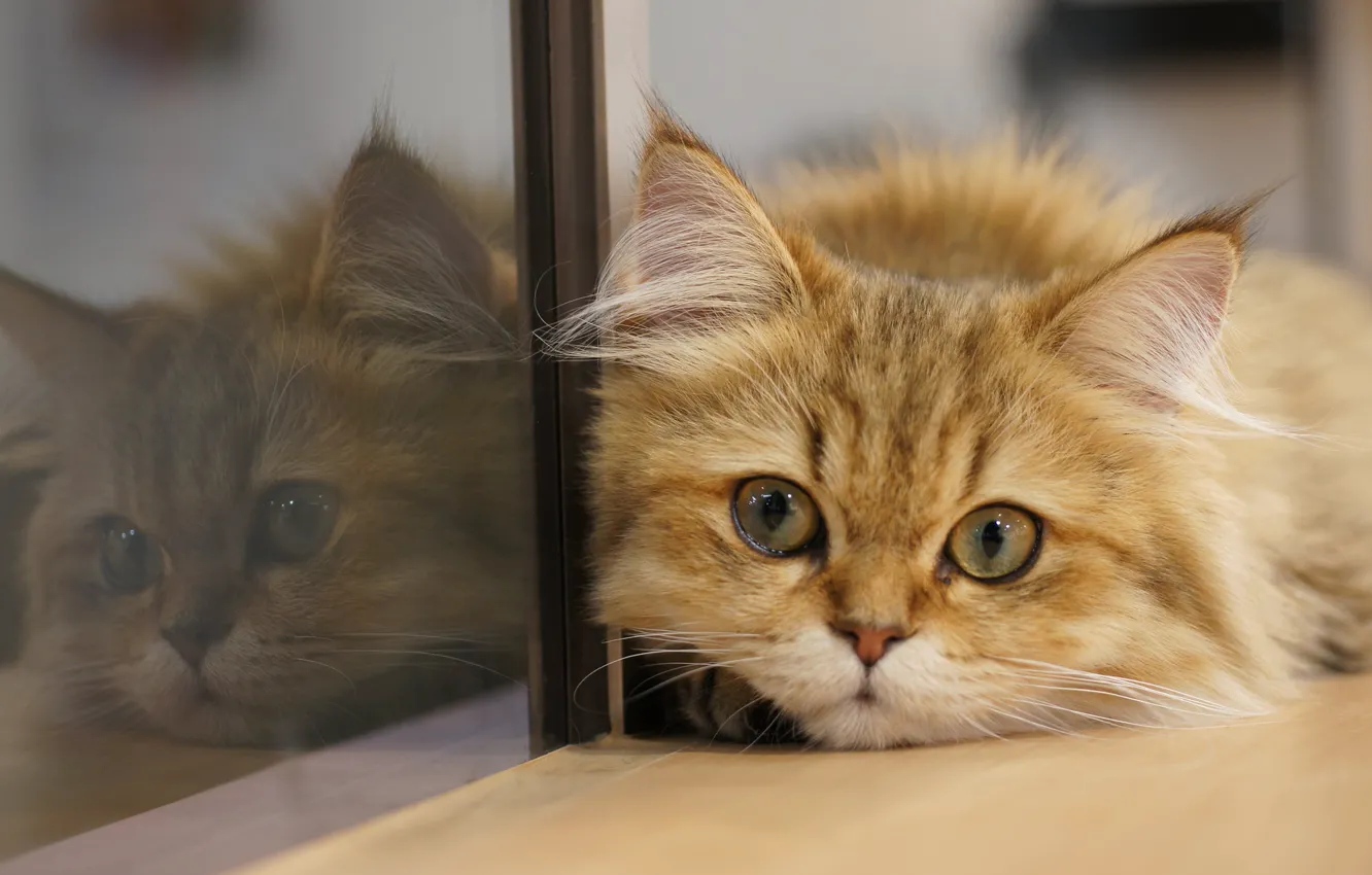 Фото обои кошка, кот, взгляд, стекло, отражение, мордочка, котейка