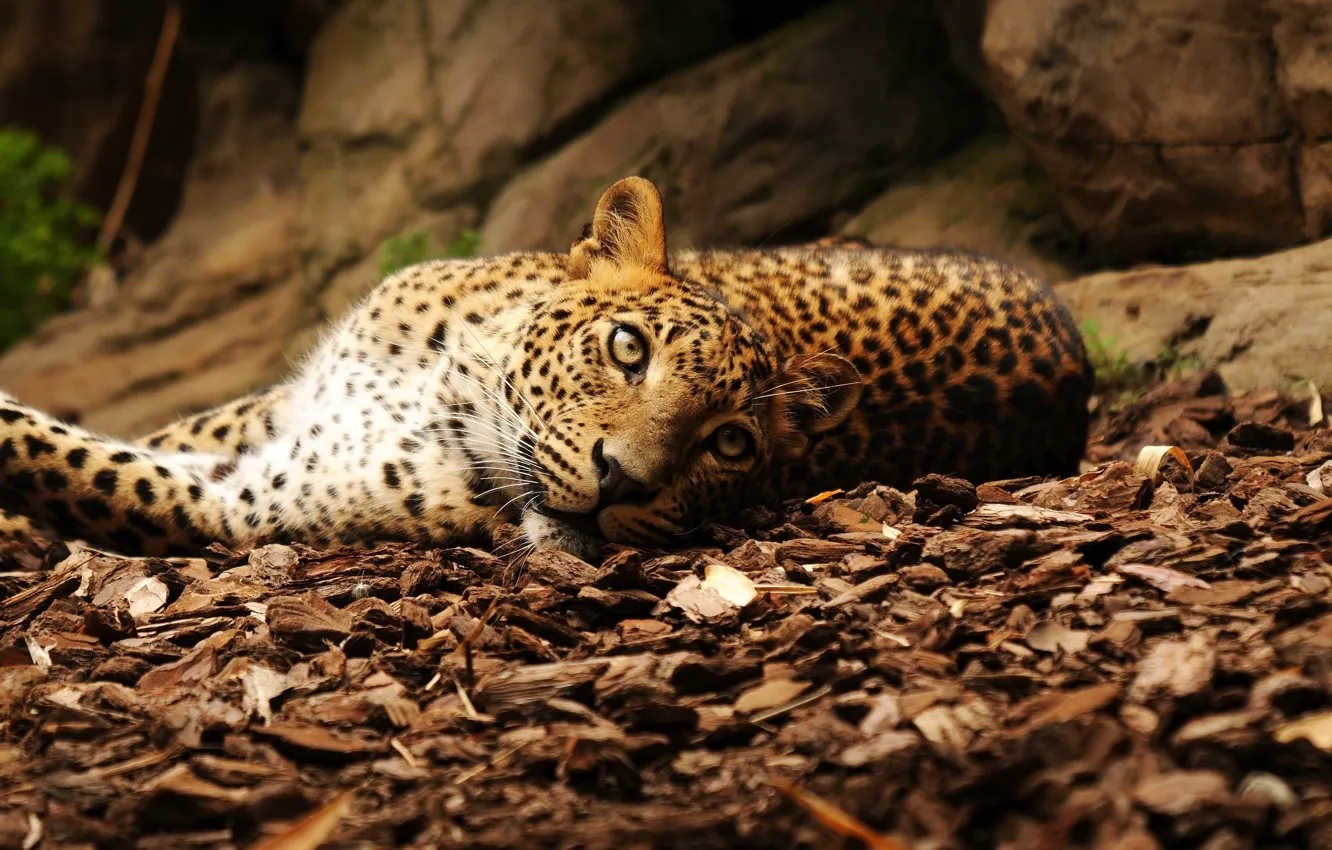 Фото обои взгляд, листья, камни, леопард, лежит