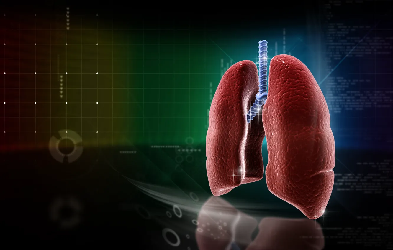 Фото обои medicine, lungs, anatomy