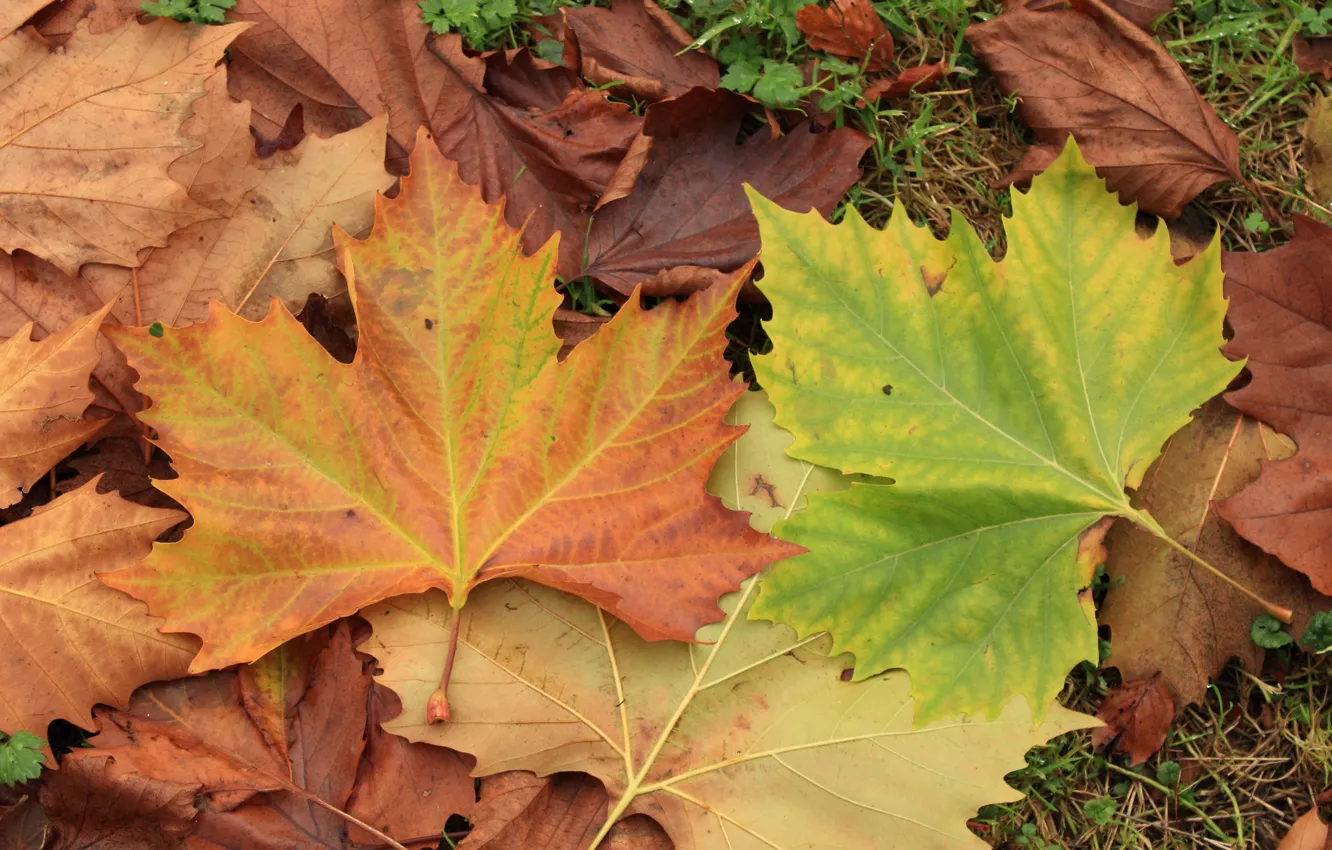 Фото обои Осень, Листья, Листва, Autumn, Colors, Leaves