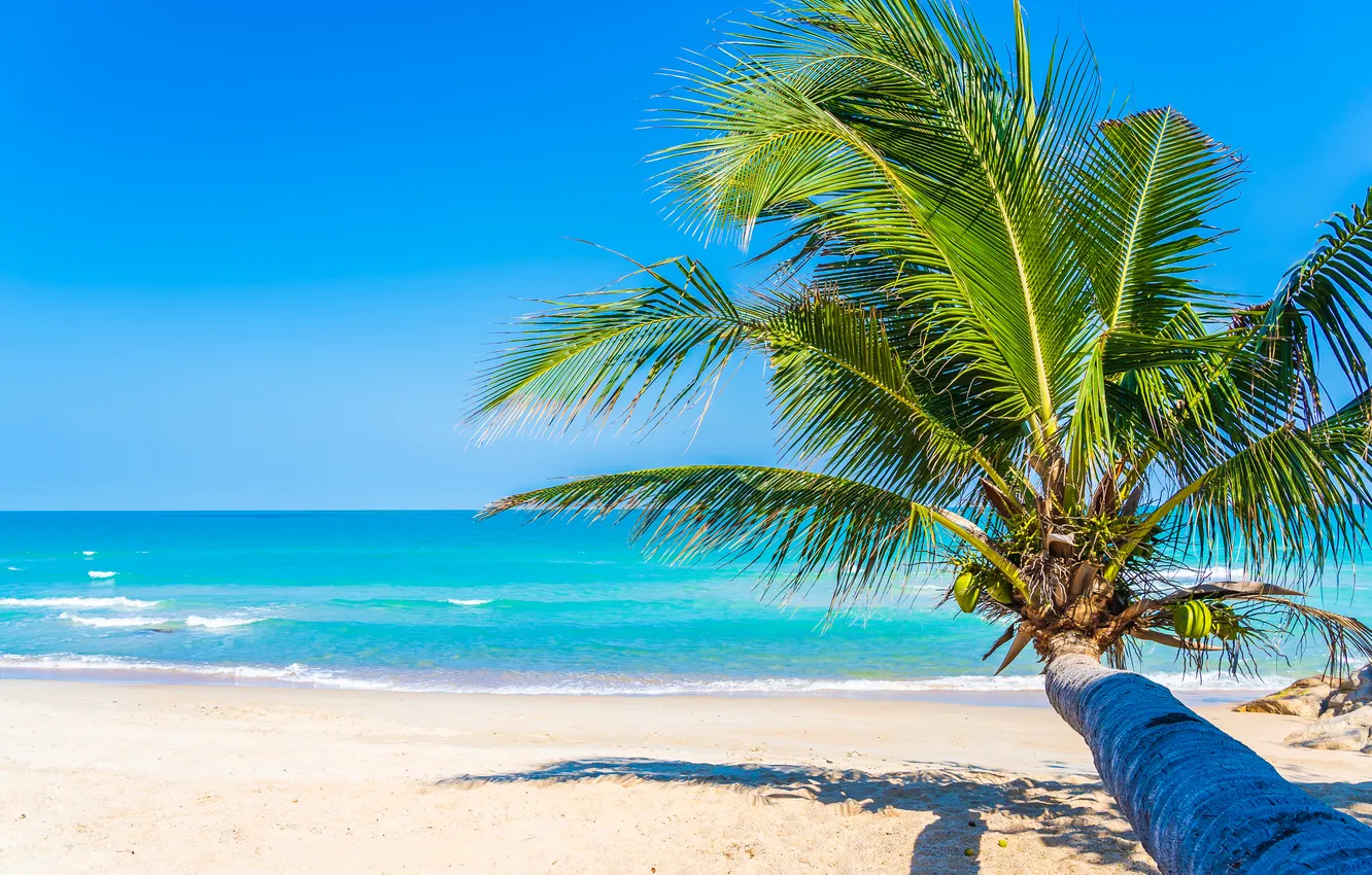 Фото обои песок, море, волны, пляж, лето, небо, пальмы, берег