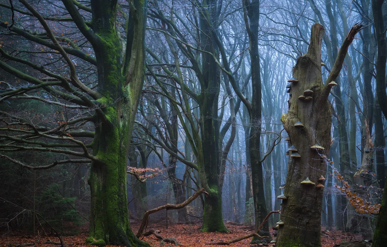 Фото обои иней, лес, деревья, природа, туман, мох