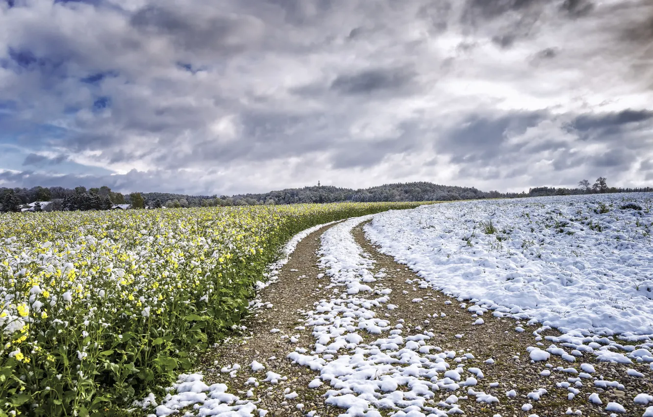 Фото обои поле, снег, рапс