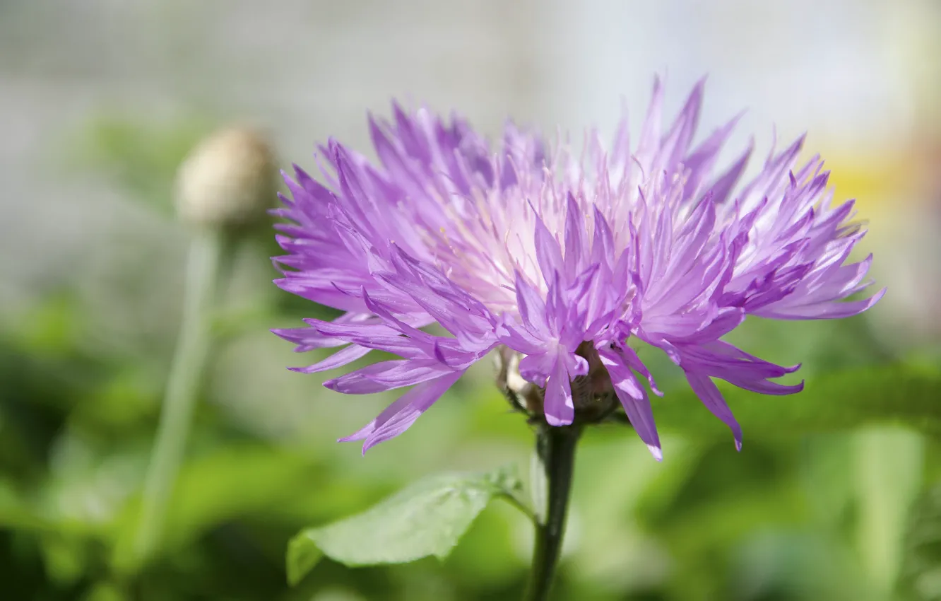 Фото обои лето, макро, цветы, лепестки, розовые