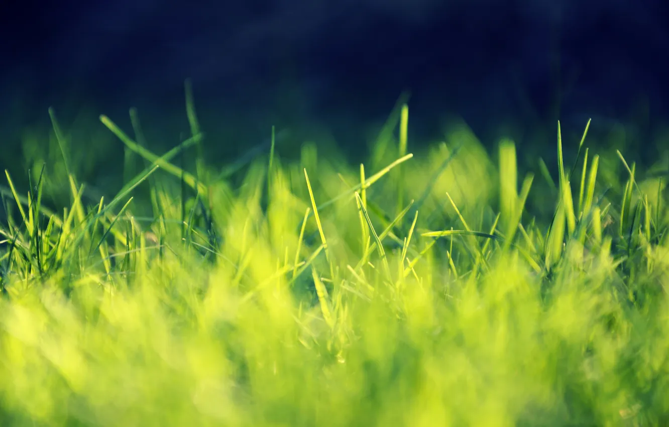 Фото обои зелень, трава, макро