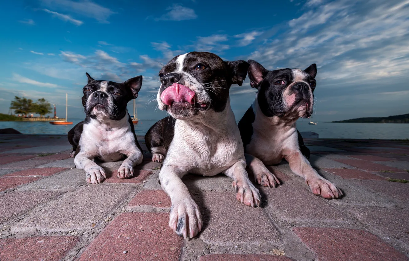 Фото обои трио, набережная, троица, три собаки, Бостон-терьер