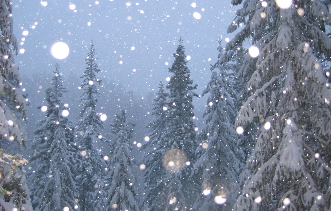 Фото обои зима, снег, елки, Деревья