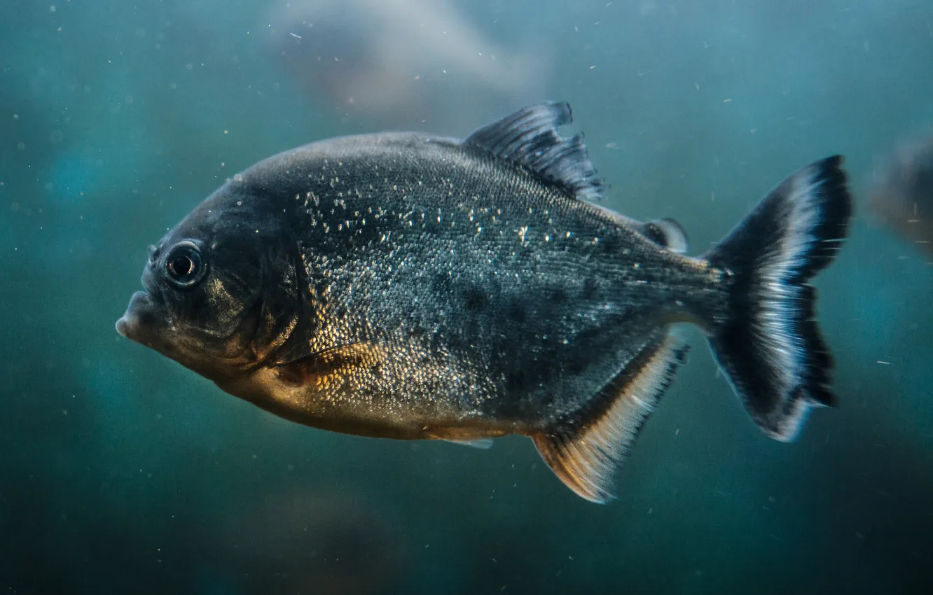 Фото обои colors, fish, piranha