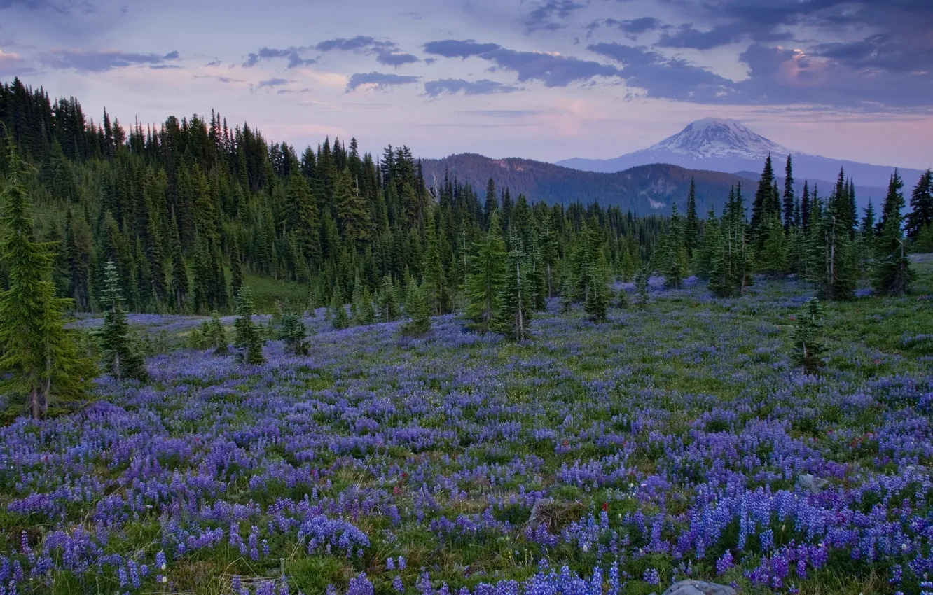 Фото обои деревья, цветы, горы, поляна, Washington, люпины, Cascade Range, Goat Rock Wilderness