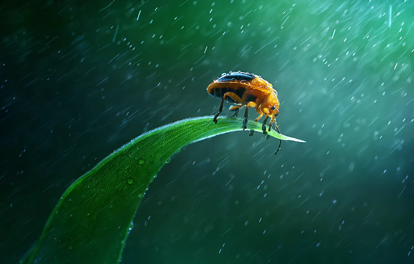 Фото обои rain, insect, green leaf