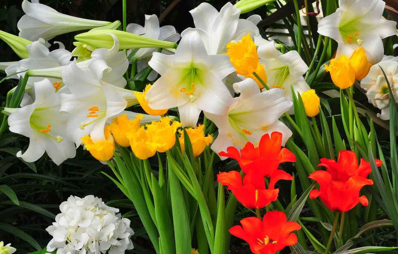 Фото обои тюльпан, лилия, лепестки, сад, клумба