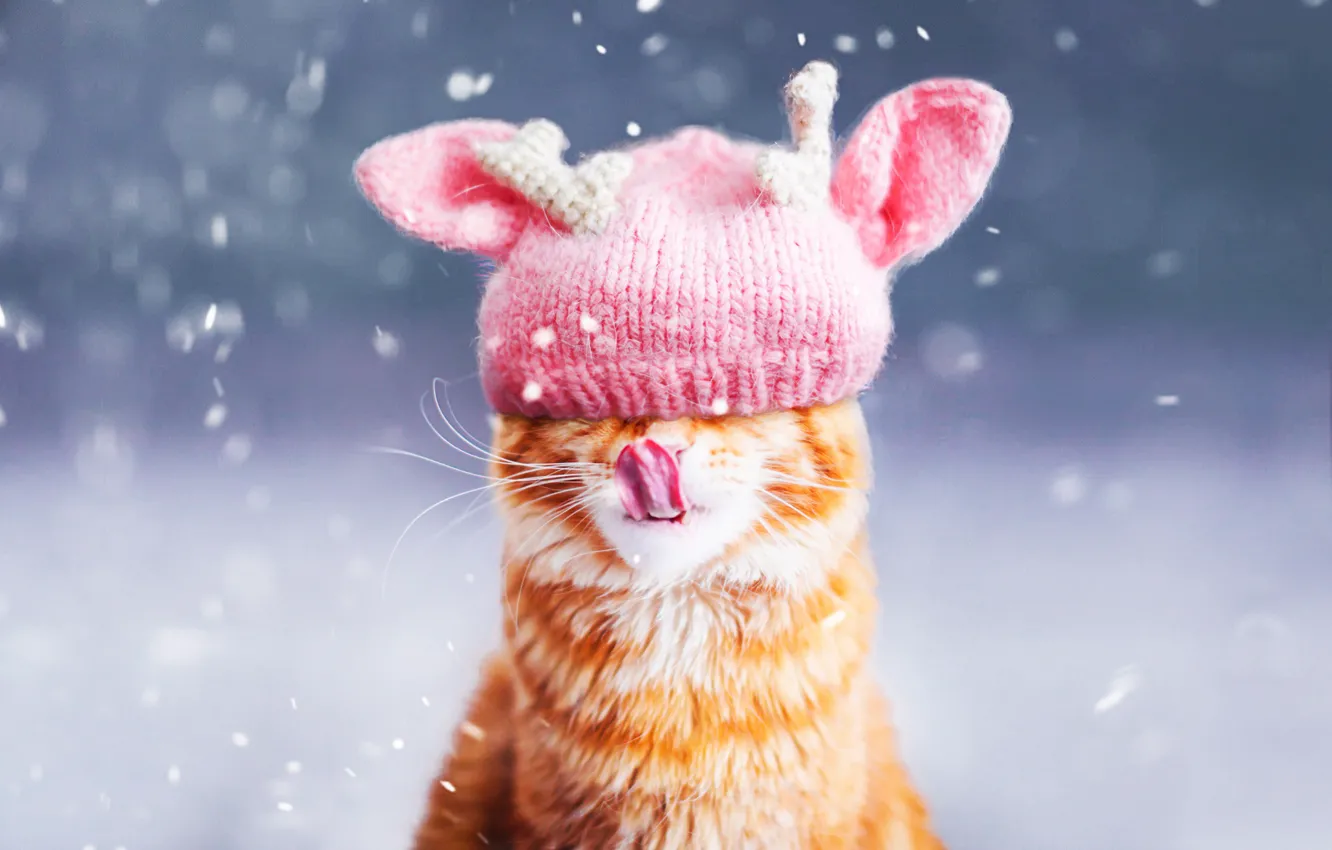 Фото обои зима, язык, кошка, кот, морда, снег, фон, розовая