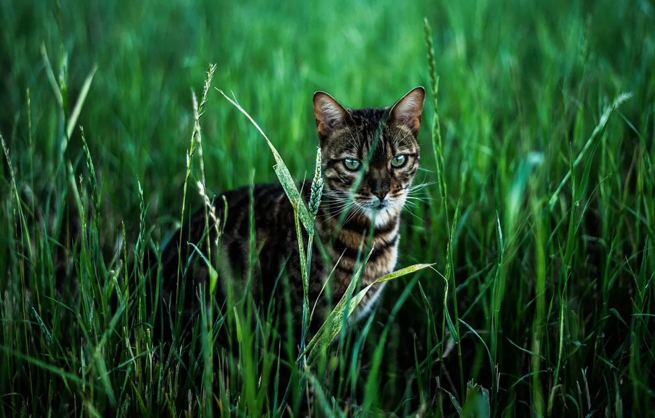 Фото обои зелень, поле, кошка, трава, кот, взгляд, морда, колоски