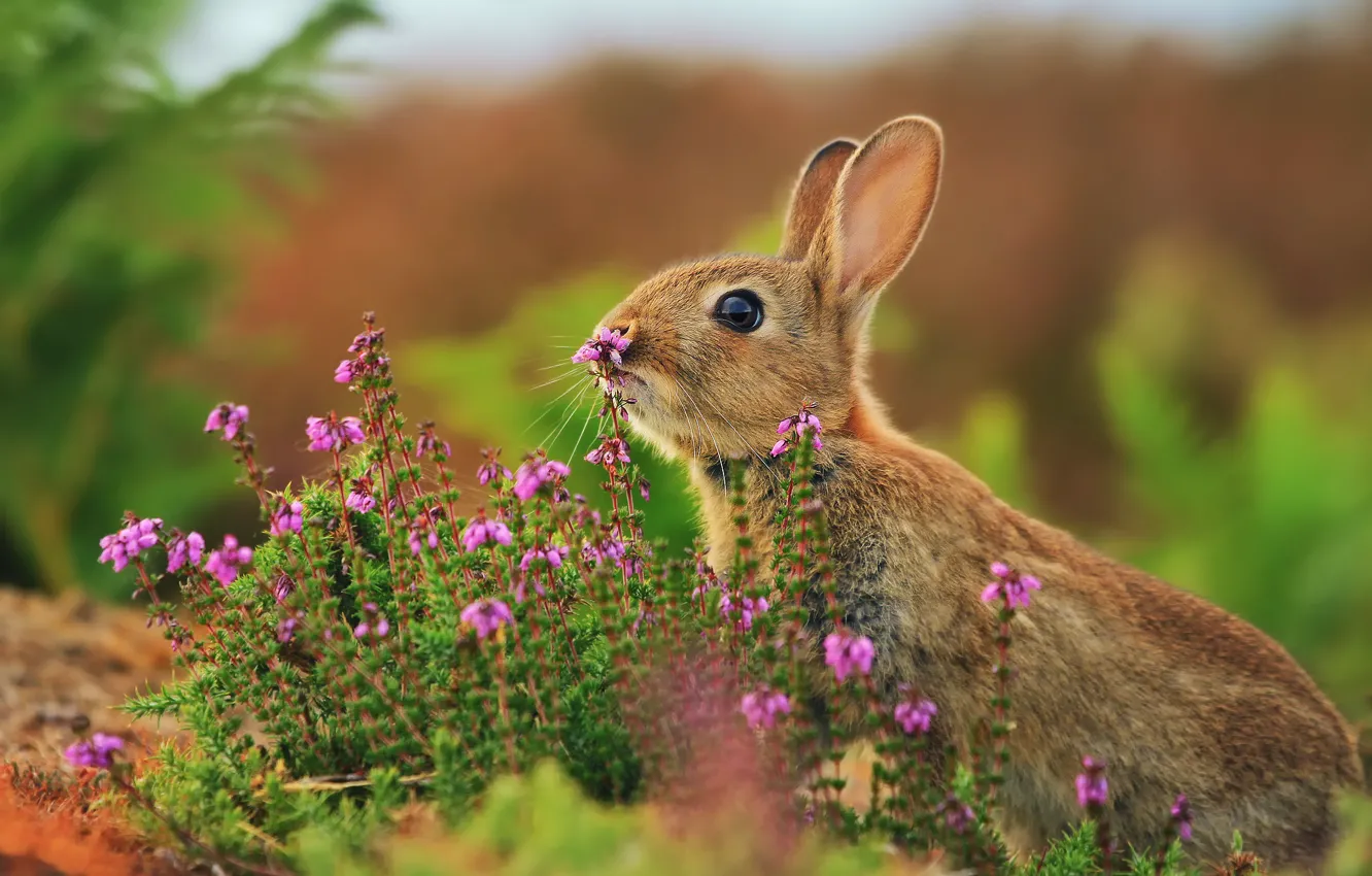 Фото обои трава, цветы, заяц, кролик, розмытости
