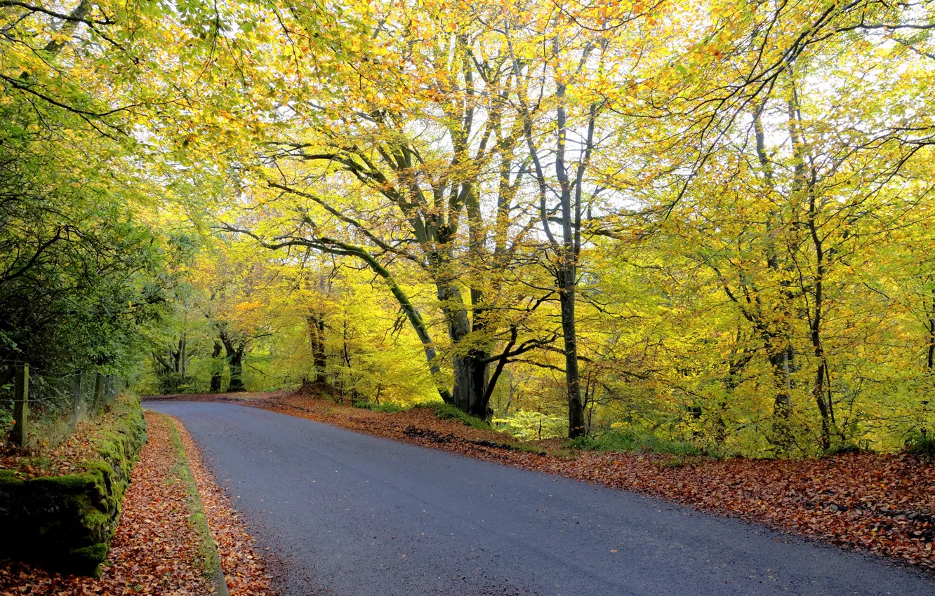 Фото обои дорога, осень, лес, листья, деревья