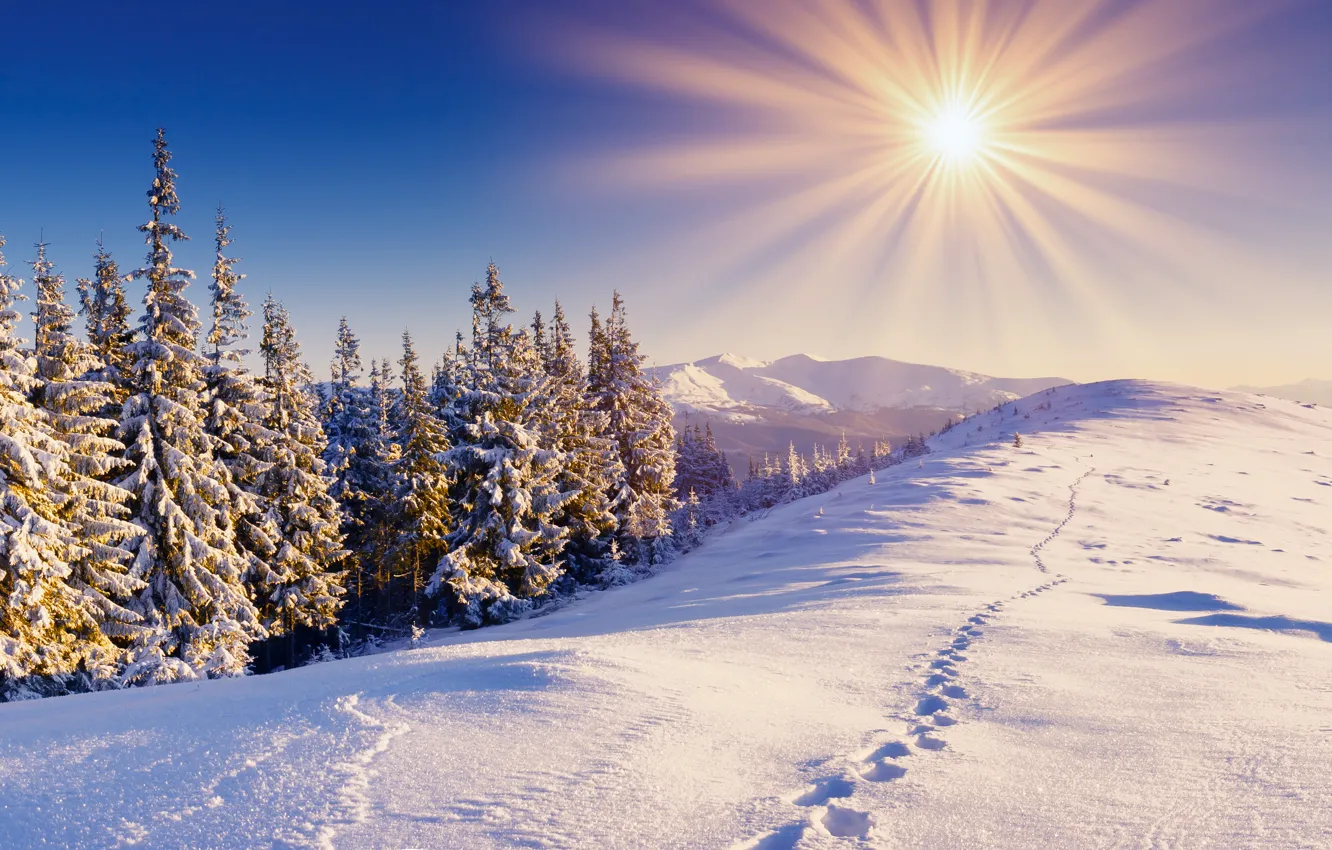 Фото обои зима, лес, небо, солнце, снег, горы, следы