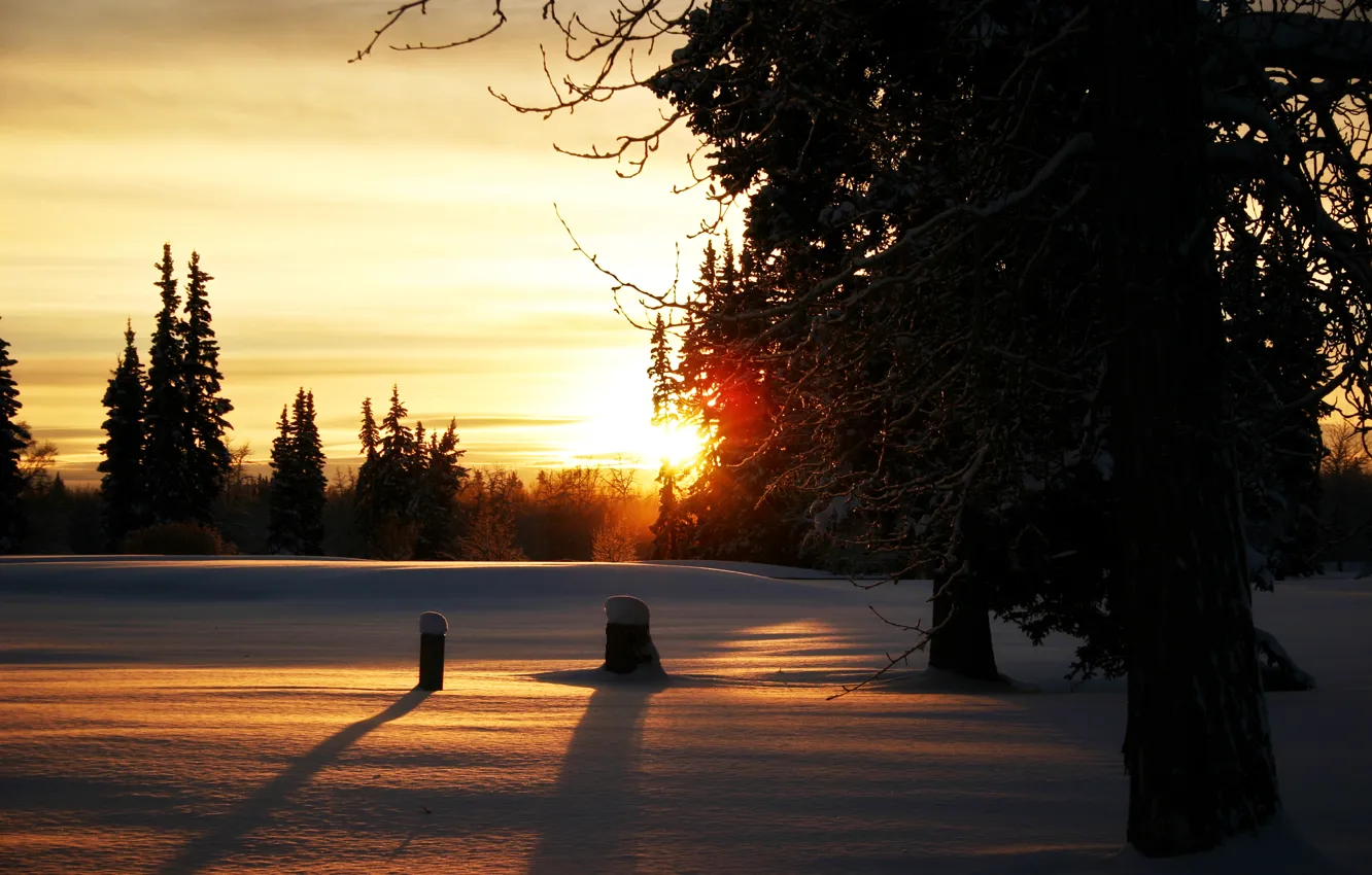 Фото обои зима, солнце, снег, деревья, ветви, вечер, Лес, пеньки
