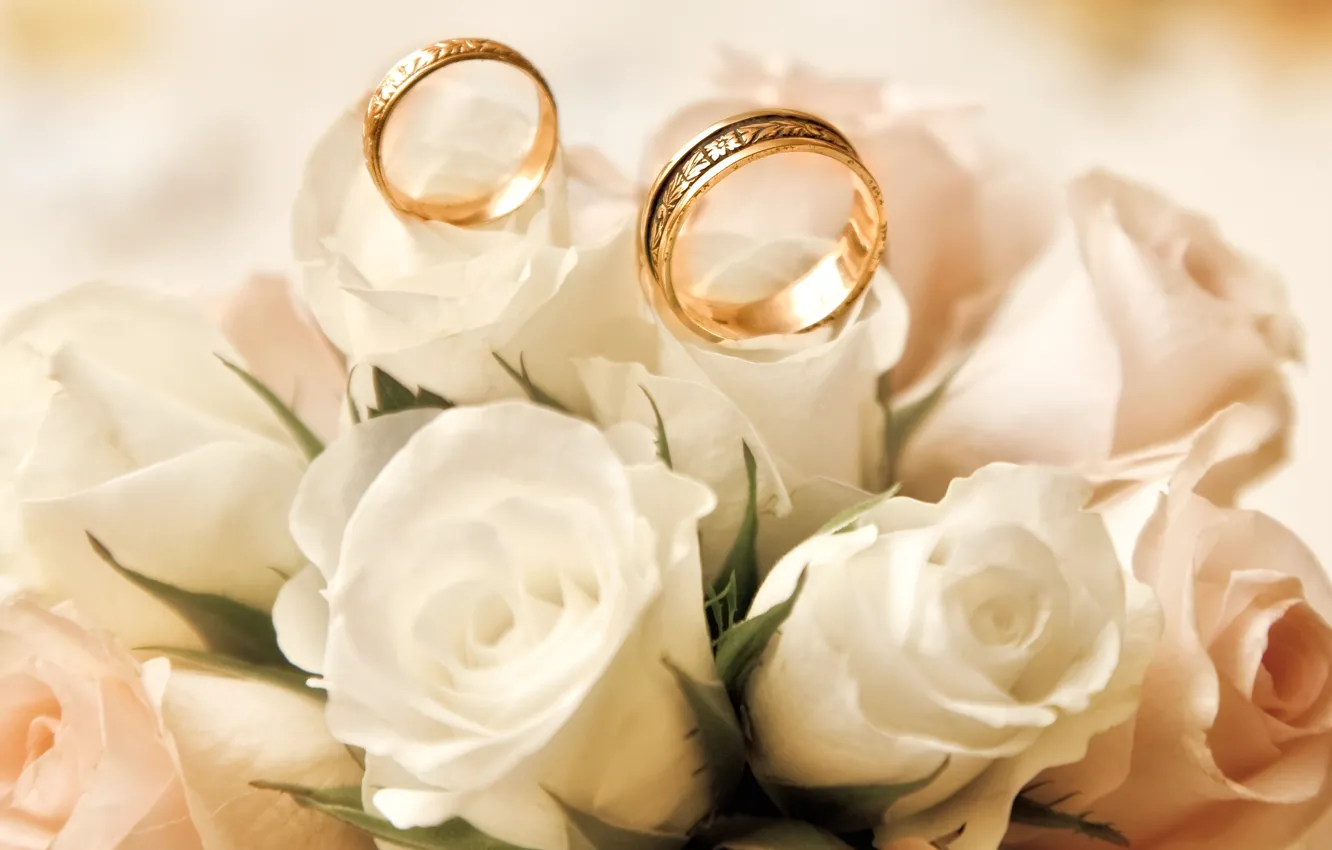 Фото обои розы, белые, бутоны, обручальные кольца