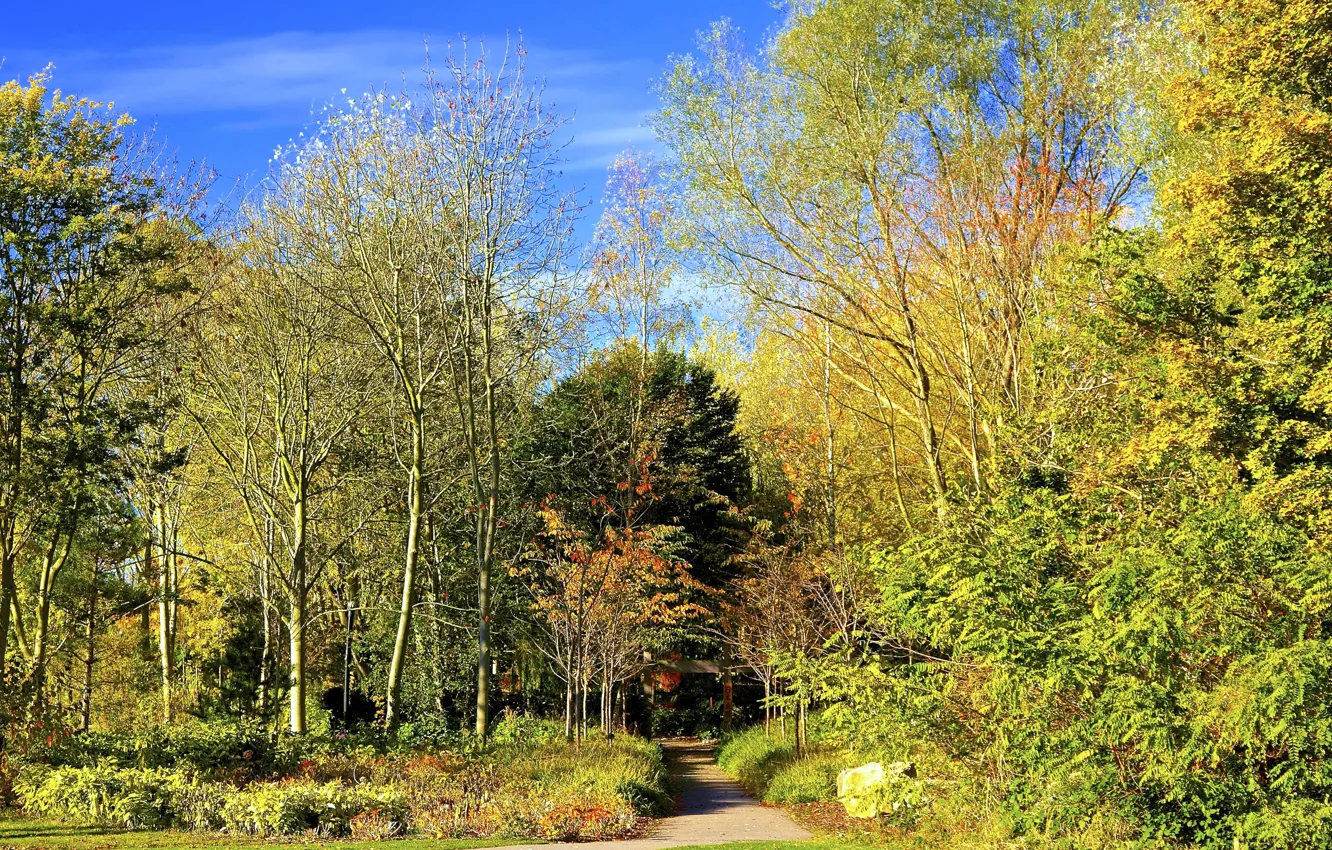 Фото обои осень, деревья, парк, листва, дорожка