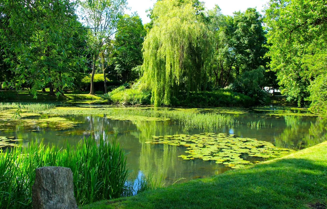 Фото обои water, park, lake, pond