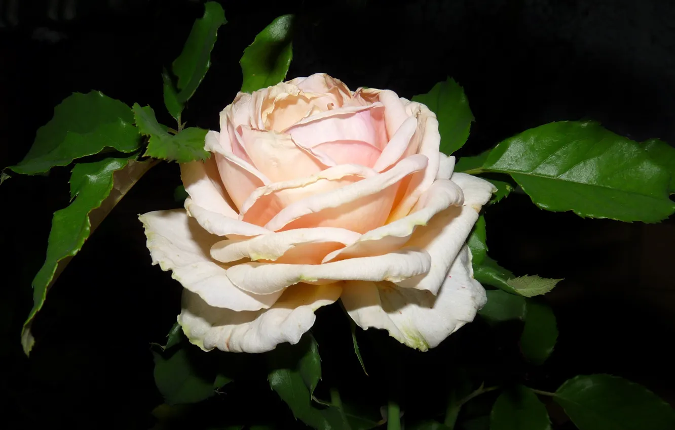 Фото обои крупный план, роза, лепестки, roses