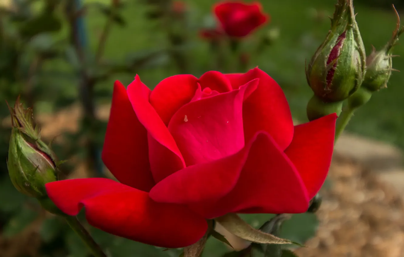 Фото обои красный, роза, бутоны